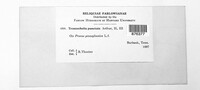 Tranzschelia discolor image